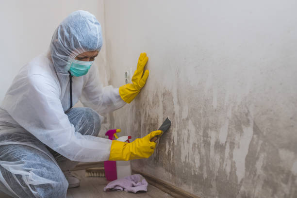 Best Water Damage & Mold Remediation  in Carl Junction, MO