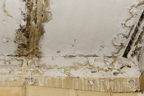 Best Air Quality Testing for Mold Spores  in Carl Junction, MO