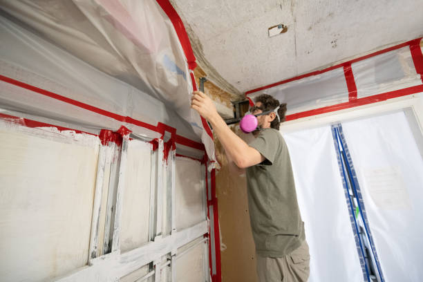 Best Mold Damage Restoration  in Carl Junction, MO