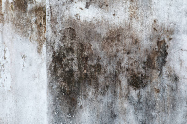 Best Attic Mold Removal  in Carl Junction, MO