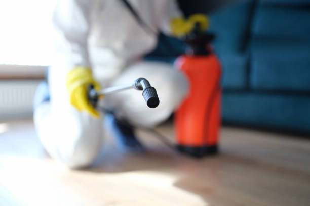 Best Mold Damage Restoration  in Carl Junction, MO