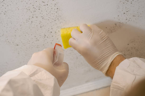  Carl Junction, MO Mold Removal Pros