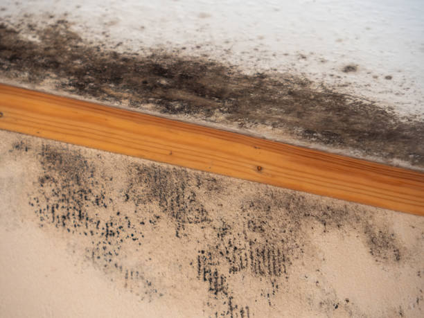 Best Mold Odor Removal Services  in Carl Junction, MO