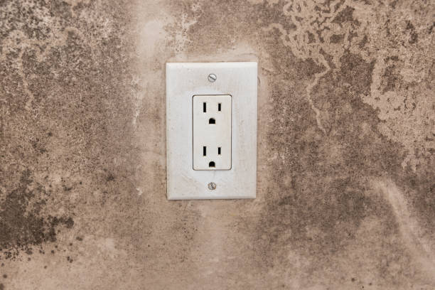 Best Black Mold Removal  in Carl Junction, MO