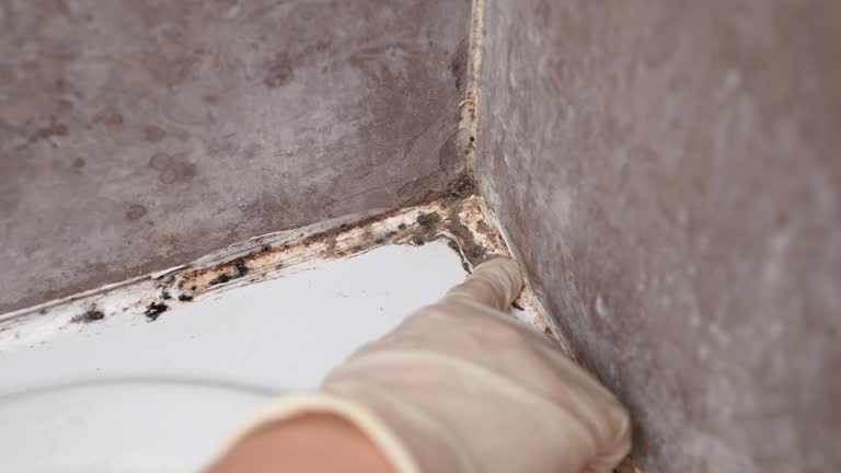 Best Airborne Mold Testing  in Carl Junction, MO